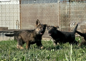 Vand caini ciobanesc german  - imagine 5