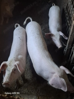 Șoldani de vânzare 40-45kg