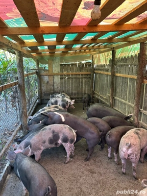 vand grasuni pietrain