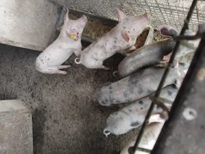 Vând purceii 10 săptămâni  - imagine 2