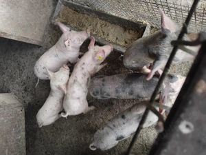 Vând purceii 10 săptămâni