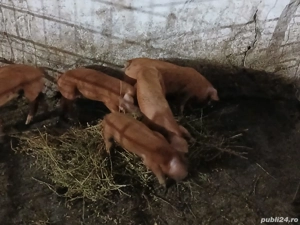 Pregătiți de plecare ! 