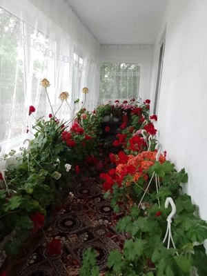 Caut sa îngrijesc  bătrâni Slatina sau in apropiere 