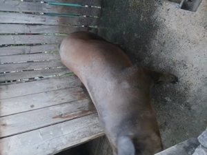 Scroafa de vanzare - imagine 2