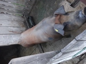 Scroafa de vanzare - imagine 3