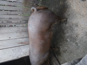 Scroafa de vanzare - imagine 4