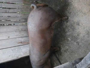 Scroafa de vanzare - imagine 5