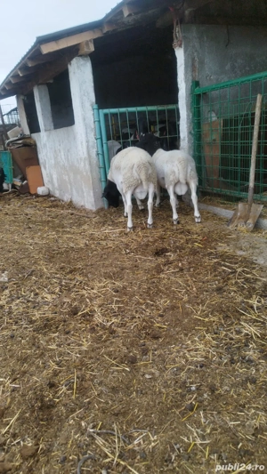 Nita Mirel - imagine 2