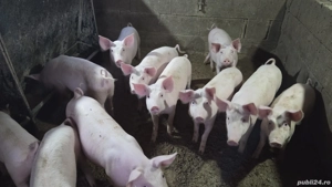 Purcei de vânzare - imagine 2 Purcei de vânzare - imagine 2