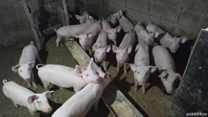 Purcei de vânzare - imagine 3 Purcei de vânzare - imagine 3