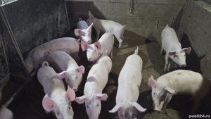 Purcei de vânzare - imagine 4 Purcei de vânzare - imagine 4