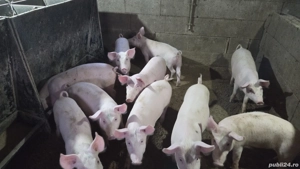 Purcei de vânzare - imagine 5 Purcei de vânzare - imagine 5