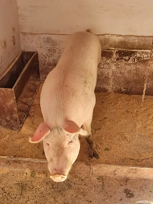 Scroafa pentru sacrificat  - imagine 2