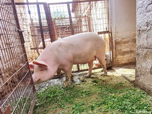 Scroafa pentru sacrificat  - imagine 3