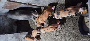 vand purcei  - imagine 2