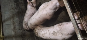 porci de crăciun  - imagine 2 porci de crăciun  - imagine 2