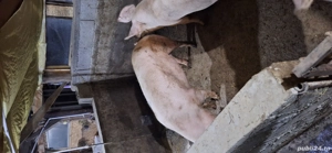 porci de crăciun  - imagine 5 porci de crăciun  - imagine 5