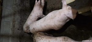 porci de crăciun  - imagine 4 porci de crăciun  - imagine 4