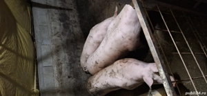 porci de crăciun  - imagine 3 porci de crăciun  - imagine 3