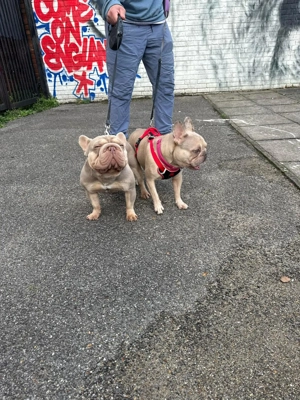 Buldog francez 2 Feti e - imagine 4 Buldog francez 2 Feti e - imagine 4