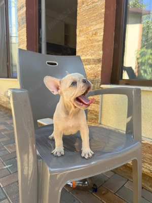 Buldog francez 2 Feti e - imagine 2 Buldog francez 2 Feti e - imagine 2