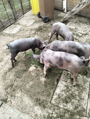 purcei de carne - imagine 2 purcei de carne - imagine 2