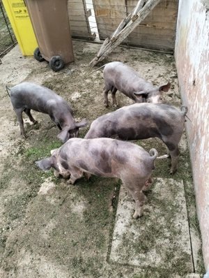 purcei de carne - imagine 3 purcei de carne - imagine 3