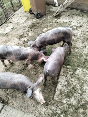 purcei de carne - imagine 4 purcei de carne - imagine 4