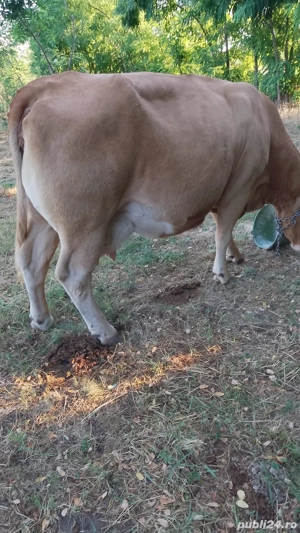 Vand vaca  - imagine 2 Vand vaca  - imagine 2