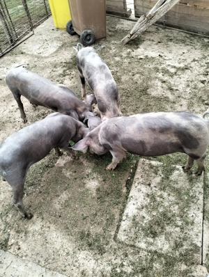 purcei de carne - imagine 5 purcei de carne - imagine 5