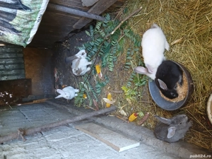 Vind iepuri  - imagine 3 Vind iepuri  - imagine 3