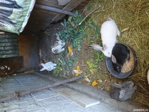 Vind iepuri  - imagine 2 Vind iepuri  - imagine 2