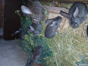 Vind iepuri  - imagine 4 Vind iepuri  - imagine 4