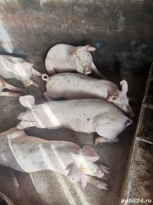 vand porci rasa duroc