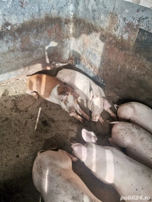 vand porci rasa duroc - imagine 2