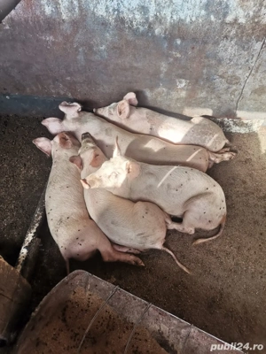 vand porci rasa duroc - imagine 3