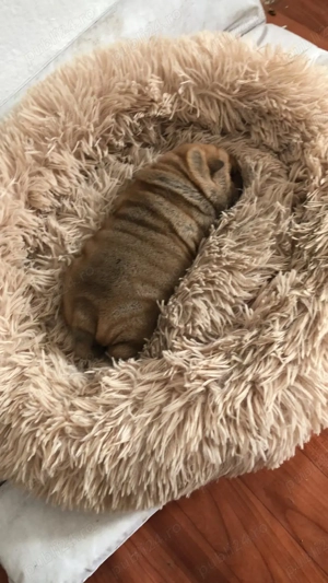 Pui, rasa Shar-Pei - imagine 3  Pui, rasa Shar-Pei - imagine 3