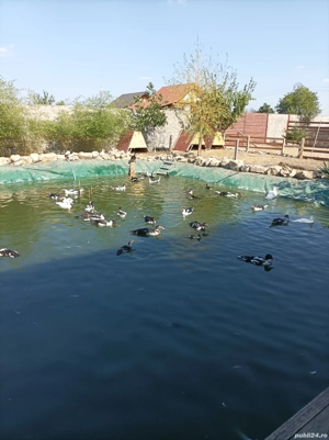 Vilă BiFamiliara si Afacere Unica  - imagine 10