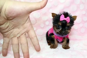 Yorkshire Terrier - 2 luni, genetică pură, nu lasă păr