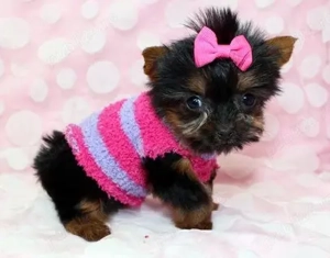 Yorkshire Terrier - 2 luni, genetică pură, nu lasă păr  - imagine 2