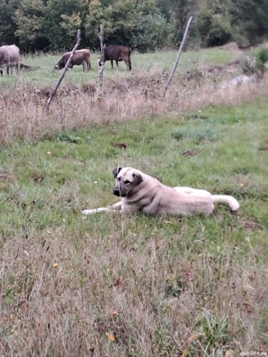 femela kangal  - imagine 2