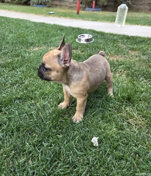 Puiuți Buldog Francez