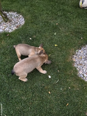 Puiuți Buldog Francez - imagine 2 Puiuți Buldog Francez - imagine 2