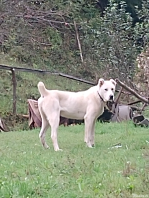 ciobanesc de asia centrala 