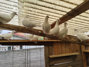 Porumbei albi voiajori - imagine 3 Porumbei albi voiajori - imagine 3