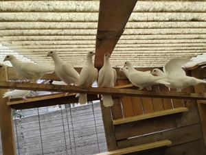 Porumbei albi voiajori - imagine 4 Porumbei albi voiajori - imagine 4