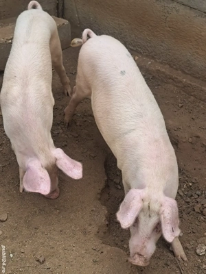 vind grostei 40-45 kg - imagine 3