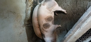 Porci de vanzare crescuti natural! - imagine 4 Porci de vanzare crescuti natural! - imagine 4