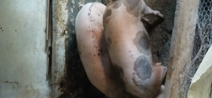 Porci de vanzare crescuti natural! - imagine 3 Porci de vanzare crescuti natural! - imagine 3