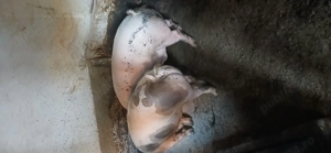 Porci de vanzare crescuti natural!